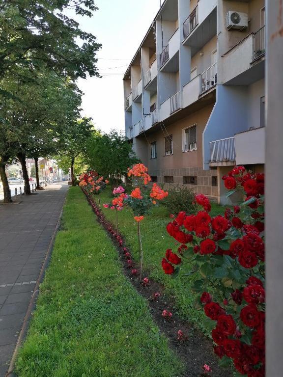 Apartman Borak Apartment Cladova Exterior foto